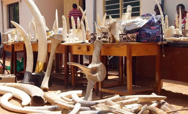 Une collection de défenses et d'os en ivoire saisis, liés au trafic illégal d'espèces sauvages. 