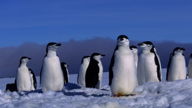 వైరల్ పెంగ్విన్, ఎన్కౌంటర్స్ ఎట్ ద ఎండ్ ఆఫ్ ది వరల్డ్