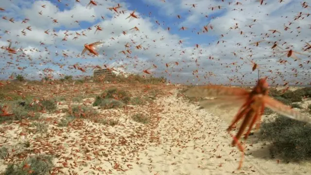 حمله ملخ‌ها