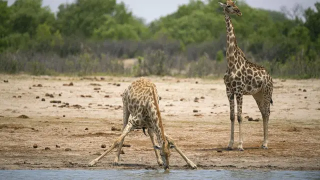 Jerapah di Taman Nasional Hwange di Zimbabwe.