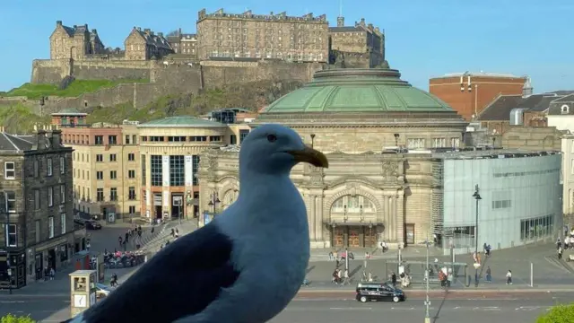 শঙ্খচিলটির পেছনে এডিনবার্গ রাজপ্রাসাদ 