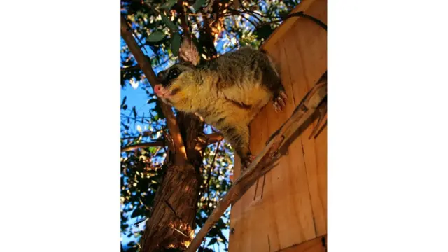 حيوان الأبسوم