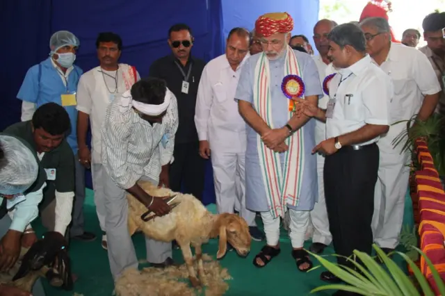 ઊન, ઘેટાં, ગુજરાત, માલધારીઓ, બીબીસી ગુજરાતી 