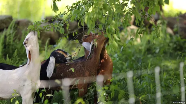 ਬੱਕਰੀਆਂ