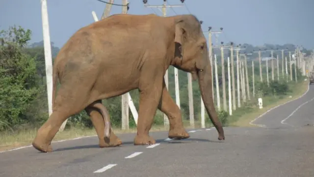 මහමග නිදැල්ලේ