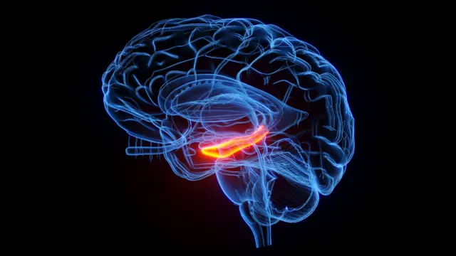 மூளையில் உள்ள ஹிப்போகேம்பஸ் பகுதி.