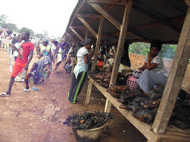 Le singe une viande tr s pris e en Centrafrique BBC News Afrique