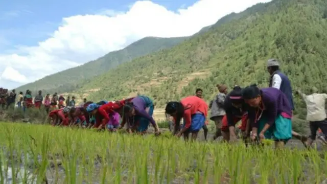 धान खेत