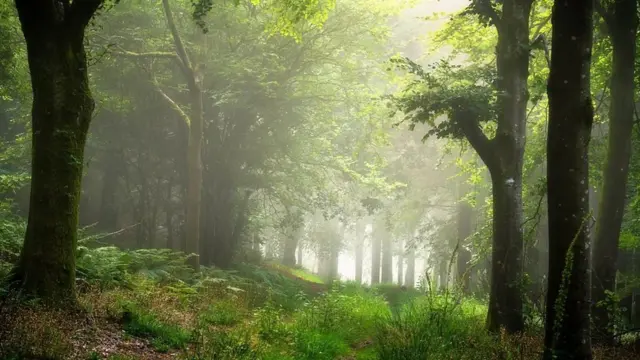 Morning mist in Compton Abbas Wood, Dorset. Photo by Weather Watcher Dorset Phantom.