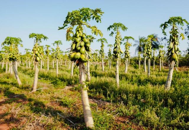 Le papayer en tant que plante, a des vertus médicinales