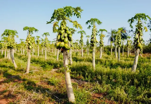 Le papayer en tant que plante, a des vertus médicinales