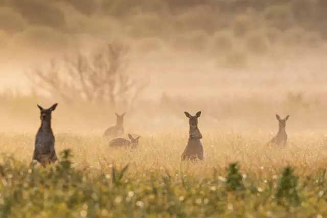 બીબીસી ગુજરાતી