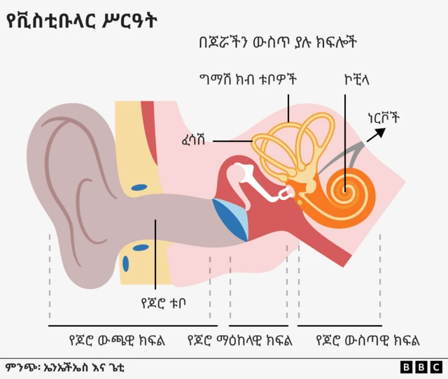 የጆሮ ክፍሎችን የሚያሳይ ምስል