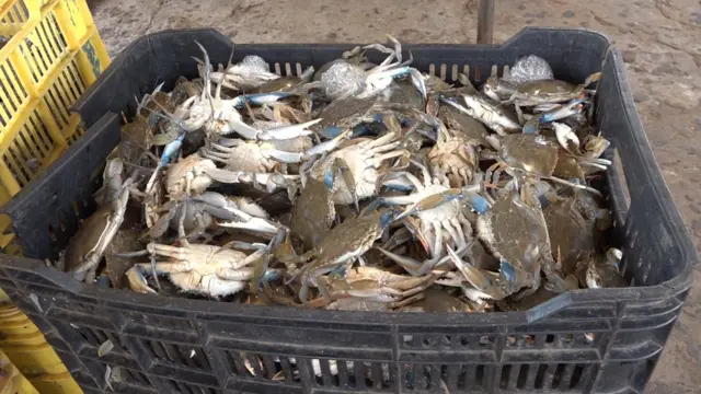 Una cesta llena da cangrejos azules capturados en el Lago de Maracaibo.