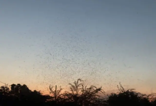 डास आणि गावाची गोष्ट