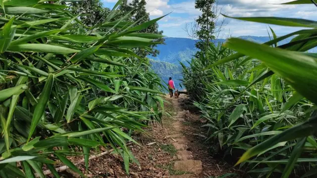 வயல் வெளி