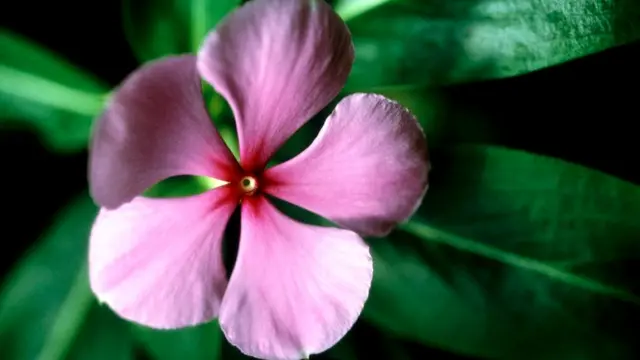 Мадагаскарский барвинок, он же катарантус розовый, содержит два алкалоида, используемых для лечения лейкемии и болезни Ходжкина