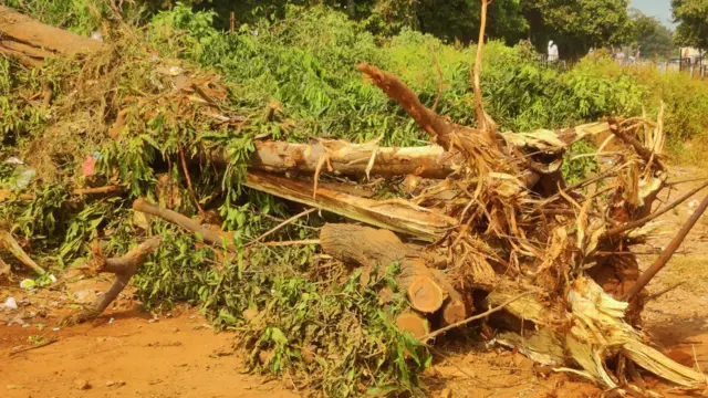 విశాఖలో చెట్ల నరివేత 