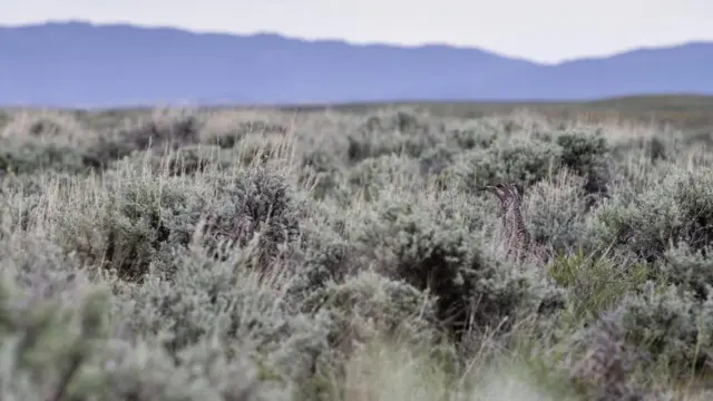 Самка шалфейного тетерева (Centrocercus urophasianus)