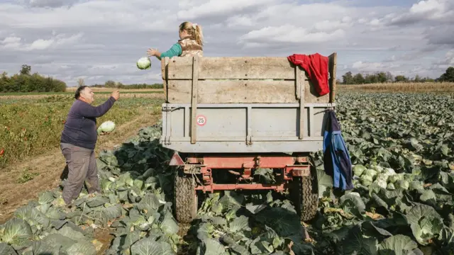 Kod berbe su važni rutina i uigranost, kao što može da se vidi na ovoj fotografiji