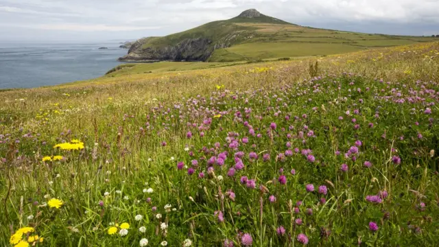 Цветущий луг и море на заднем плане