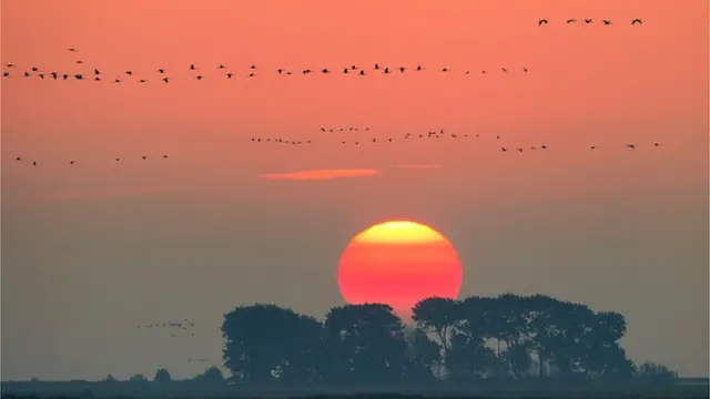 په افغانستان کې شمال ختیځ، مرکزي، او لویدیځ ولایتونه یو وخت د ځايي او کډوالو الوتونکو لپاره خوندي ځایونه وو.