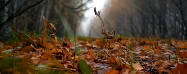 "Оттенки осени"