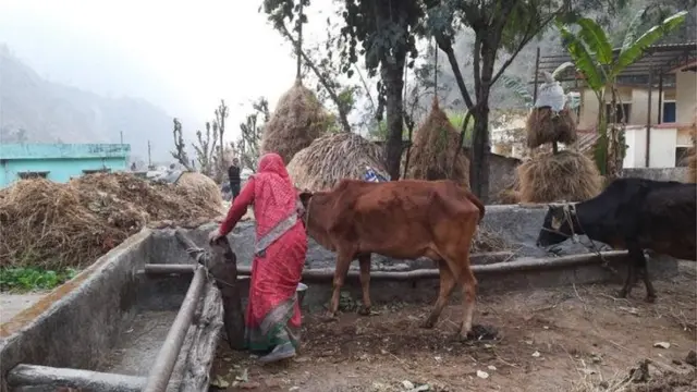 घास खाती गाय