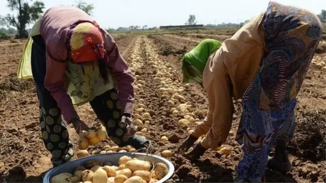 કૉન્ટ્રેક્ટ ફાર્મિંગ