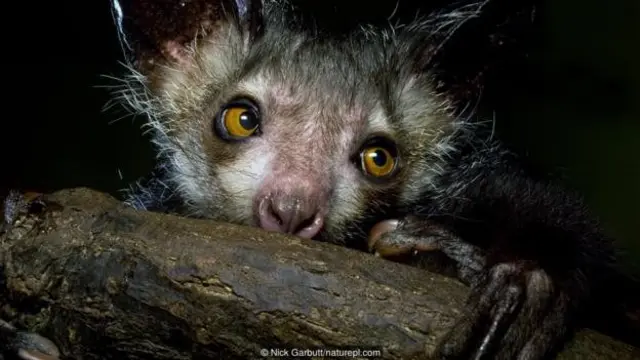 Seekor aye-aye (Daubentonia madagascariensis)