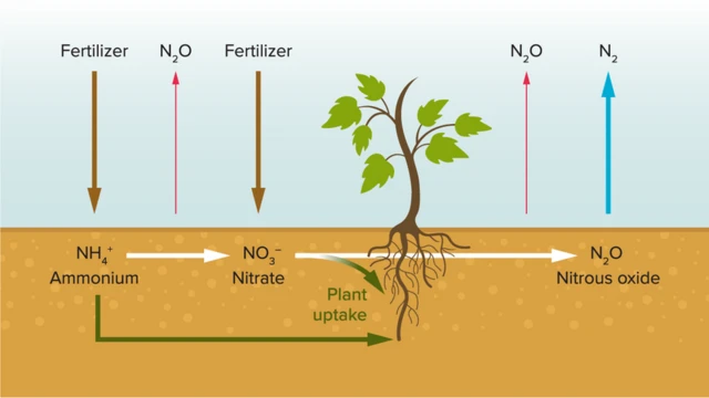 Lorsque les racines des plantes n'absorbent pas tous les nutriments des engrais, le gaz à effet de serre N2O est libéré.
