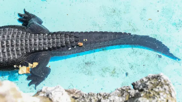 Parte trasera de caimán