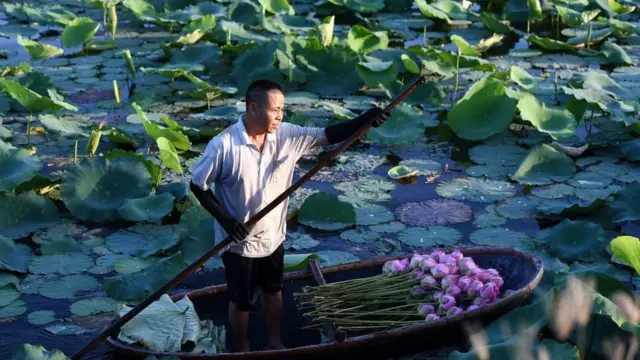 Thu hoạch sen Hồ Tây