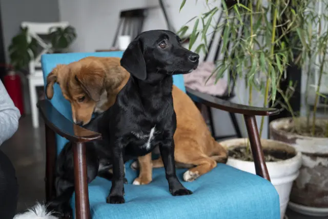 пси за удомљавање