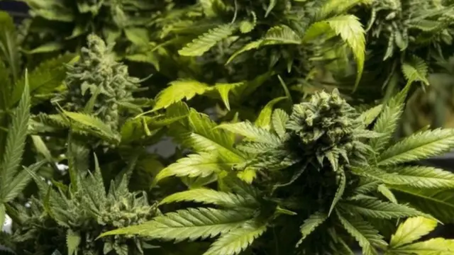 Bangi ni miongoni mwa dawa za kulevya zinazotumika kwa wingi Tanzania