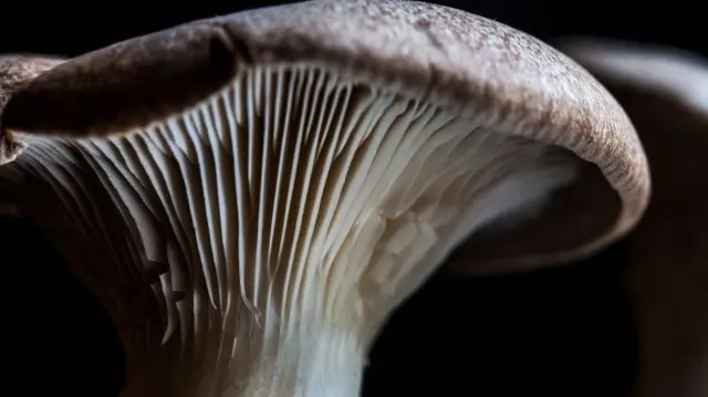 Aspergillus tubingensis