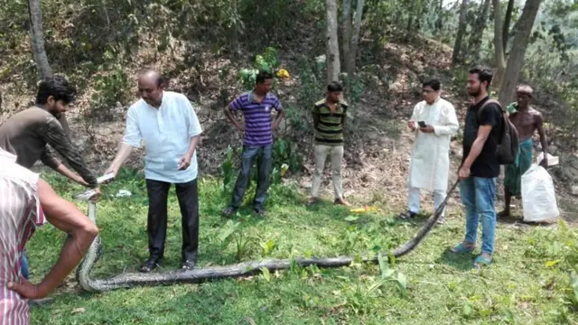 অজগরটি পরীক্ষা করে দেখা হচ্ছে