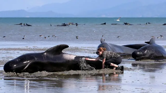 Joven echando agua a la piel de una ballena