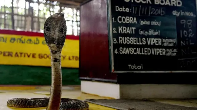 تعد الهند موطنا لمجموعة متنوعة من الأفاعي سمية في العالم