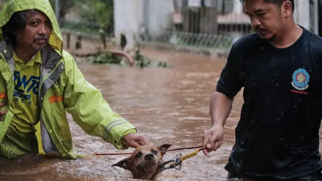 banjir, banjir jakarta, binatang peliharaan, satwa