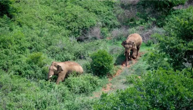 தமிழ்நாடு, யானைகள், யானைகள் கணக்கெடுப்பு