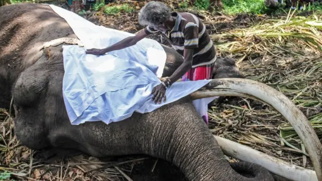 मृत हात्तीको अनुहार सेतो कपडाले ढाकिन्छ