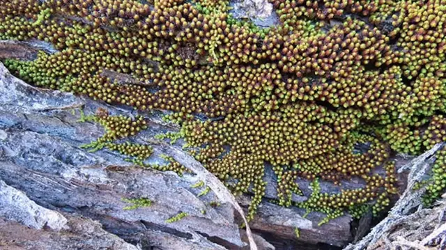 O musgo Macromitrium urceolatum, que é encontrado principalmente no hemisfério sul.