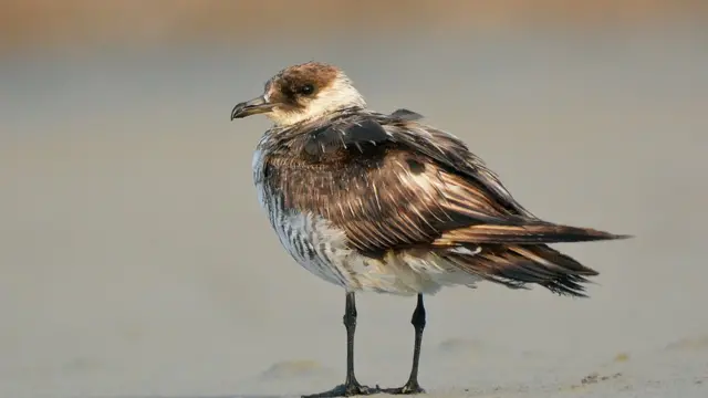 துருவப் பகுதியில் மட்டுமே காணப்படும் அரியவகைப் பறவை தமிழ்நாட்டுக்கு வந்தது எப்படி?