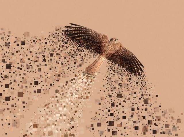Un ave dejando pixeles