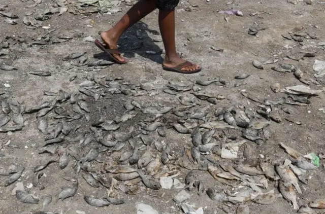 મરેલી માછલીઓ