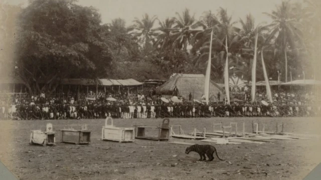 Budaya Rampong, pertarungan harimau dengan banteng di Blitar
