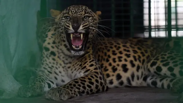 तेंदुआ-मानव संघर्ष