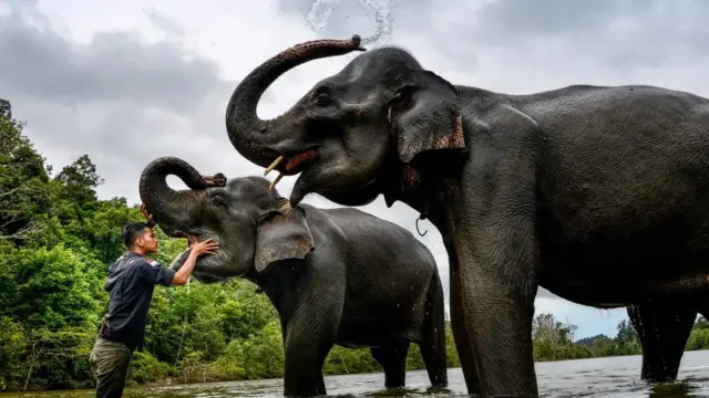 According to eyewitness accounts, elephants ran for higher ground ahead of the 2004 Indian Ocean tsunami