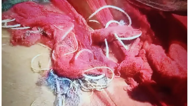 రింగు వలల వివాదం